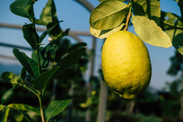 Fresh lemon fruit in the garden