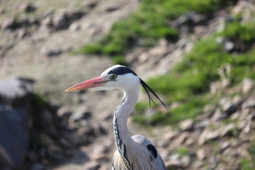 great blue heron