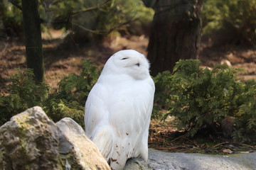 snowy owl enjoying the sun