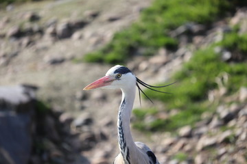 great blue heron