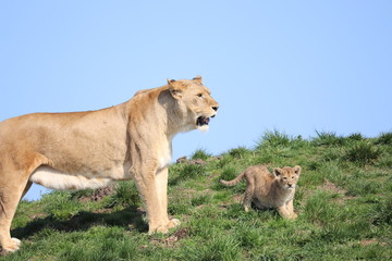 Fototapeta na wymiar lioness and her cub