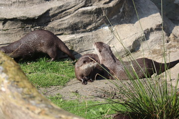 Obraz premium Otters on the ground