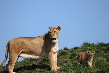 Obraz na płótnie Canvas lioness and her cub