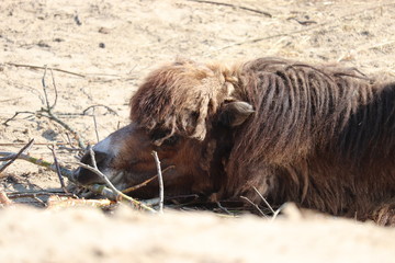 Fototapeta premium Camel resting - desert