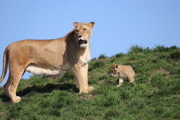 Lioness with her cub