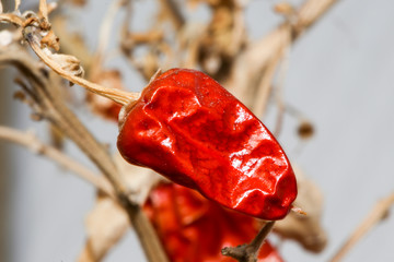 Dry chilli-pod on a branch. Background blurred