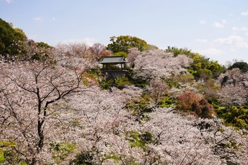 桜の満開を迎えた菊池公園と菊池神社の参道
