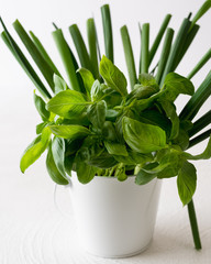 Green Onions and Basil in a Bucket with White Background