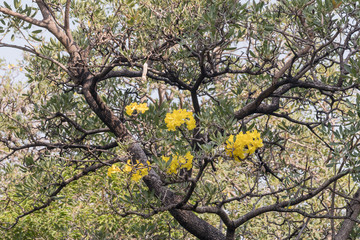 Beautiful Silver trumpet tree,Tree of gold,Paraguayan silver trumpet tree.Selective focus a yellow flower in the garden.(Tabebuia aurea,Caribbean trumpet tree)