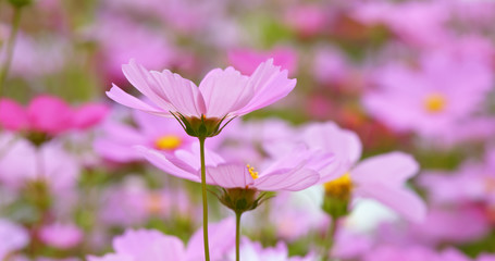 Cosmos flower fields