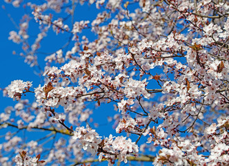 Blühende Wildpflaumen vor blauem Himmel