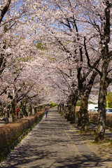 Fototapeta premium 桜の満開を迎えた菊池公園と菊池神社の参道