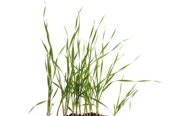 Obraz premium green wheat with root isolated