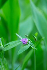 Fototapeta premium Blooming heath pea, Lathyrus linifolius among lily of the valley leafs