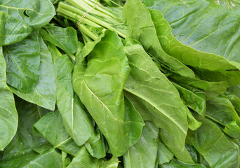 fresh spinach leaves