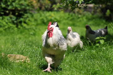 White Chickens running on meadow in free range