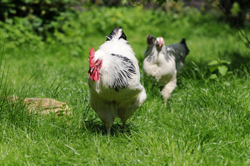 White Chickens running on meadow in free range