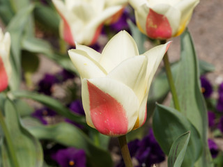 Tulipes botaniques Kaufmanniana Glück de couleur jaune flammé carmin