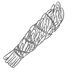 Sage smudge stick hand-drawn doodle isolated illustration. Mugwort herb bundle
