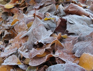 frozen autumn leaves