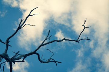 Barren dry dead tree for hopeless pain and agony concept.  Destruction and despair in a hot dry place with hot sun.  Aged dead tree.