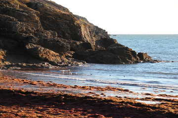 Atlantic littoral (Brittany - France)