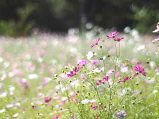 Fototapeta premium 花 コスモス