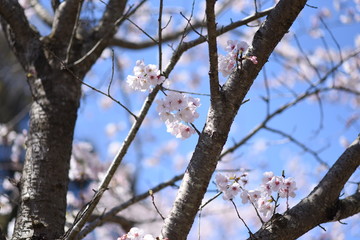 桜