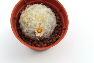 sweet and beautiful single pink cactus flower in pot