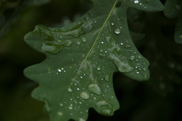 water drops on a green leaf