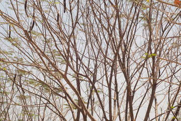 Acacia dry tree branches texture background.