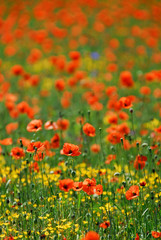 Paisajes en la naturaleza