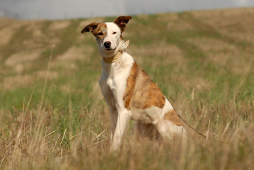 Perros abandonados en la protectora