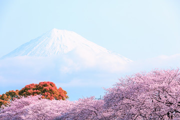 pink sukura blossom season and fuji mountain with blue sky background in japan