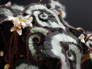A spiral leafed begonia plant