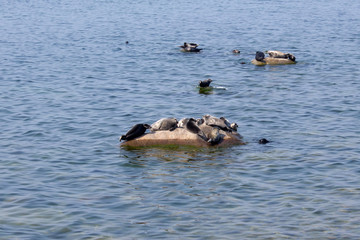 Baikal seals (Pusa sibirica) on Eastern shore of lake Baikal