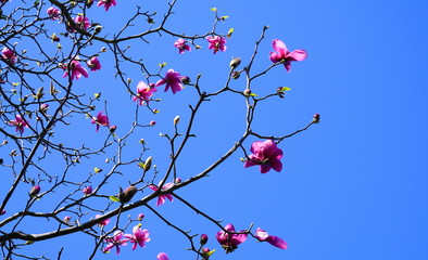 Magnolia blossom tree. Beautiful magnolia flowers against blue sky background close up.