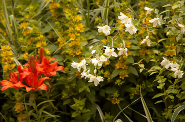 flowers in the garden