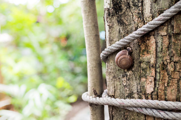 Snails climb on the tree Shows the abundance of natural food chains. Snail on the tree in the garden. Snail gliding on the wet wooden texture. Latin name: Arianta arbustorum.