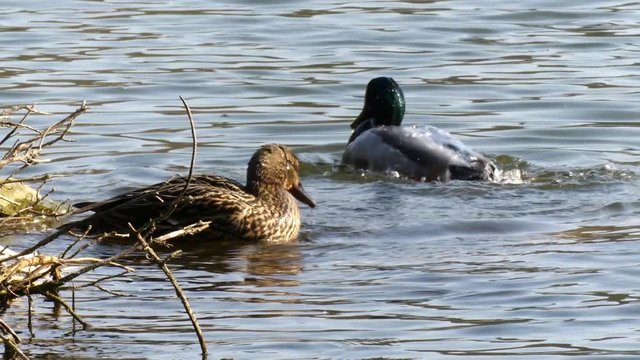 canard