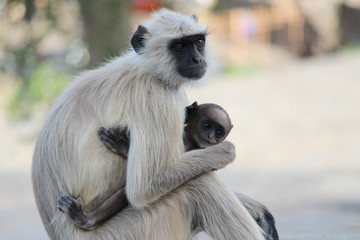 Obraz premium mother love 