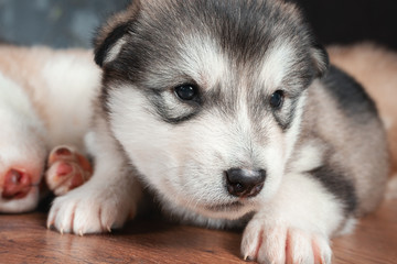 Funny, cute Alaskan Malamute puppy