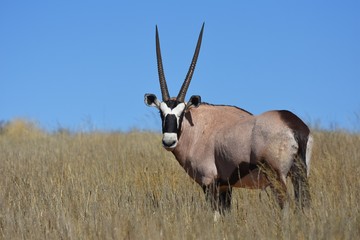 Oryx (oryx gazella) in der Kalahari in Südafrika
