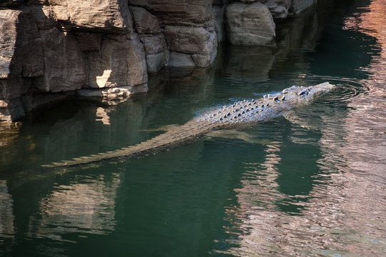 Crocodile swimming on the surface of the water