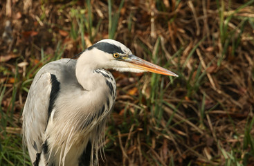 A Head shot of a Grey Heron (Ardea cinerea).	