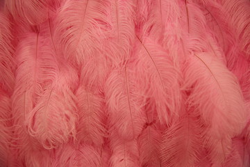 Living coral color of the year 2019. Coral feather background. Trendy colors concept. 16-1546. Flat lay. Top view. 