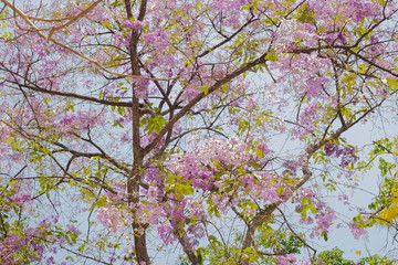 Beautiful Pride of India or Inthanin flower in Thailand blossom on tree branches, other names Queen's flower, Queen's crape myrtle, Jarul, Pyinma, Lagerstroemia speciosa (L.) Pers.