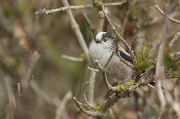 A cute Long-tailed Tit (Aegithalos caudatus) perched on a branch in a tree.