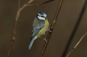 A pretty Blue Tit (Cyanistes caeruleus) perched on a branch in a tree. It has been searching around for insects to eat.	