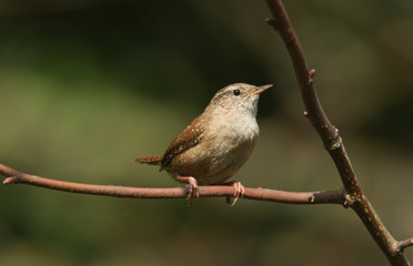 A pretty Wren, Troglodytes troglodytes, perched on a branch in a tree.